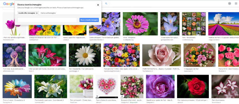 Google Immagini Ricerca